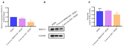 Corrigendum: Isolation of Limosilactobacillus mucosae G01 with inhibitory effects on porcine epidemic diarrhea virus in vitro from Bama pig gastroenteritis